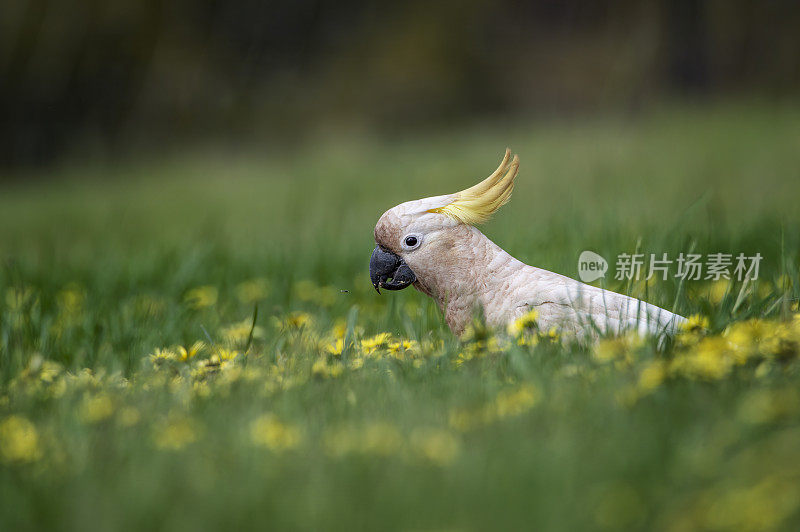 凤头鹦鹉(Cacatua galerita)